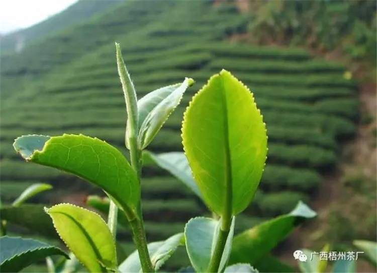 微信圖片_20191204102226_副本.jpg 微信圖片_20191204102226_副本.jpg